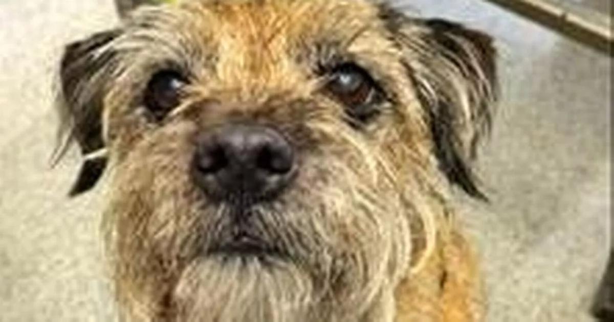 The 'silent dog killer' that lies dormant with almost no signs - as beloved pet saved by routine dental check