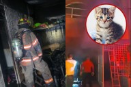 Mueren cinco gatitos durante incendio en #Ecatepec