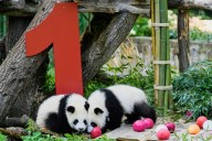 Dos cachorros de panda gigante celebran su primer cumpleaños en zoológico