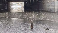 Arrancan lluvias en CDMX este lunes; activan alertas amarilla y naranja