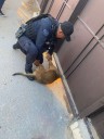Rescatan a perro atorado en barandal