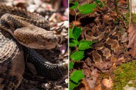 Tennessee Hiker killed by venomous snake bite after picking up the deadly reptile