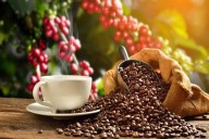 Inicia convocatoria a caficultores para mostrar el mejor café del país