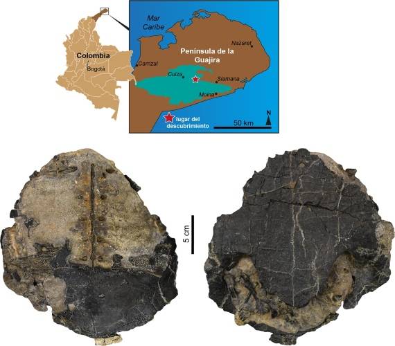 Tortuga fósil hallada en La Guajira y olvidada durante décadas en un museo en Suiza resultó ser una nueva especie
