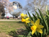 NYC’s Daffodil Project Returns With Free Bulbs This Fall