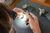 Descubren nueva especie de Australopithecus;  coexistió en África con especie de Homo primigenia