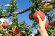 Here are 17 places where you can go apple picking in Westchester