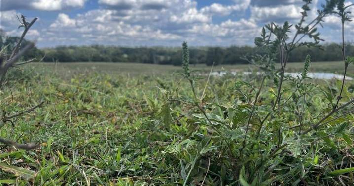 Extended summer dry spell is putting strain on Kentucky farmers