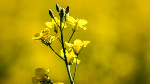 China announces preliminary duty on Canadian canola after anti