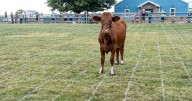 Cow Bingo at fall festival in Cochranville offers $5,000 prize