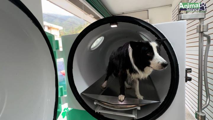 Oxigenoterapia hiperbárica demuestra su eficacia en la medicina veterinaria