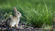 Rescue groups respond after LAAS excludes rabbits from spay/neuter increase