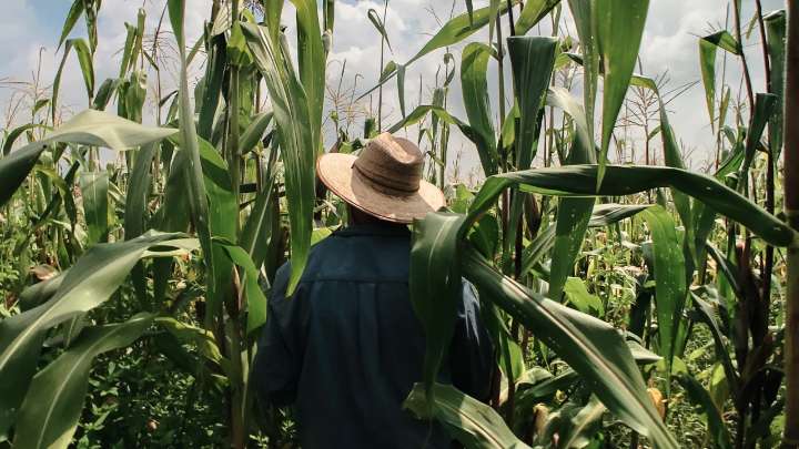 Productores de maíz de Chiapas enfrentan crisis debido a altas temperaturas