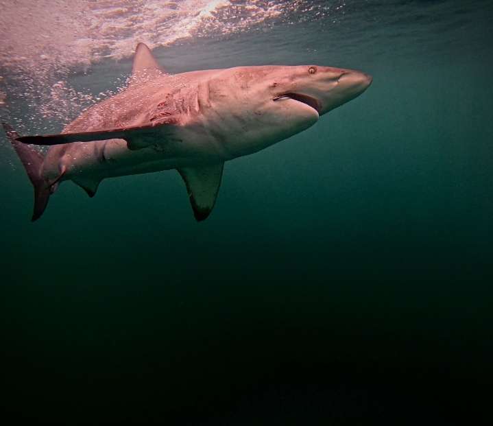 Sharks! A Rhode Island  reality check