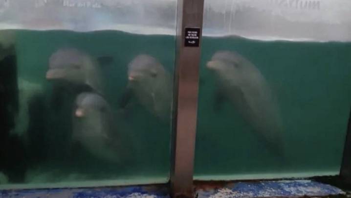 Imágenes estremecedoras: Aquarium Mar del Plata cerró sus puertas y denuncian abandono de delfines