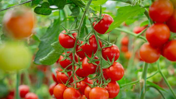 Why You Should Leave Dead Or Dying Tomato Roots In Your Garden