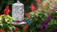 Pocos lo saben: por qué debes envolver el comedero de colibríes con papel aluminio