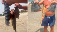 Dragón azul, medusa huevo y ahora el pez murciélago: El Mediterráneo parece un acuario fantástico