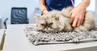 Cats with dementia unlock breakthrough for humans with Alzheimer's disease