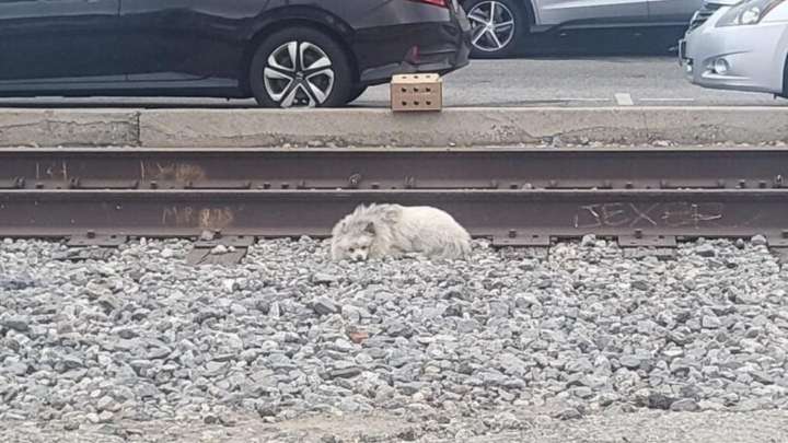 Broken-Hearted Dog Found Sleeping On Dangerous California Railway Tracks, Hoping For A Chance