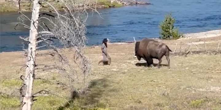 VIDEO: Man taunts, moves dangerously close to bison in Yellowstone National Park