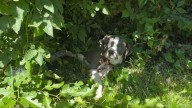 Neglected Missouri Puppy With Severe Wound Rescued After Days Of Silent Suffering