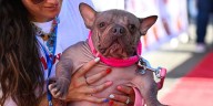 Petunia, la bulldog sin pelo coronada como el perro más feo del mundo 2025