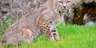 Bobcat spotted crossing University Boulevard at TAMIU; officials urge caution
