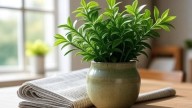 Para qué recomiendan usar papel de diario para las plantas y qué beneficios tiene