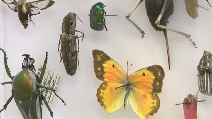 Bug lover? Natural History Museum of Utah hosts BugFest this weekend