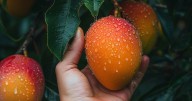 Así puedes cultival un árbol de mango en una maceta