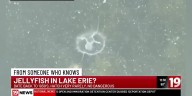 What to know about freshwater jellyfish in Lake Erie