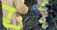 Driver killed after crashing into tree near Buellton