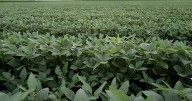 Could soybeans be the key to fighting fires safely?