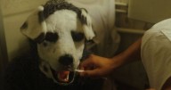 'Unbearable' horror movie with 94% rating now streaming on Prime Video