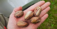 La ciencia detrás del pecán: la universidad colabora para diversificar la producción en Valcheta