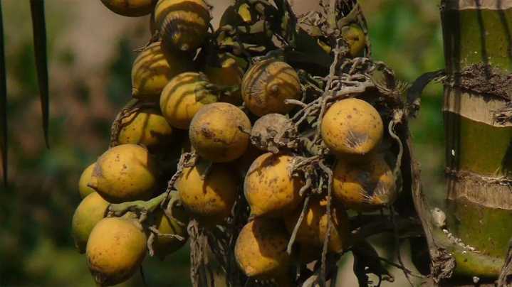 Humanos de la era de bronce se ‘drogaban’ con nueces psicoactivas