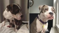 Georgia Shelter Dog On Euthanasia List Cried Out In Despair, Then Fate Brought Her A Lifeline