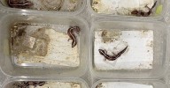 Man pleads no contest to animal cruelty in Osceola reptile neglect case involving 111 geckos