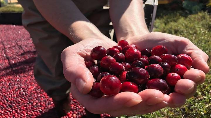 What to know about cranberries produced for Thanksgiving and the bogs being restored to wetlands