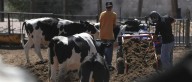 Ganaderos mexicanos suman 850 mdd en pérdidas por veto fronterizo de EU