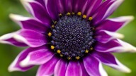 4 plantas de sombra que explotan de flores durante la primavera