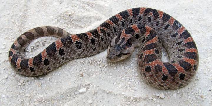 Wildlife officials want protection for SC snake on brink of becoming endangered