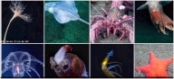 Hablaron los científicos del Conicet: los impresionantes números de la expedición al fondo del mar