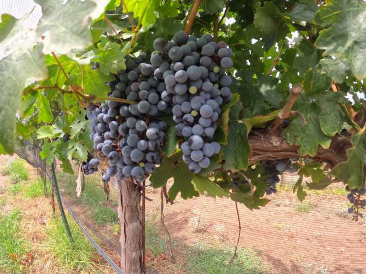 Produce anualmente viñedo del Estado 10 toneladas de uva