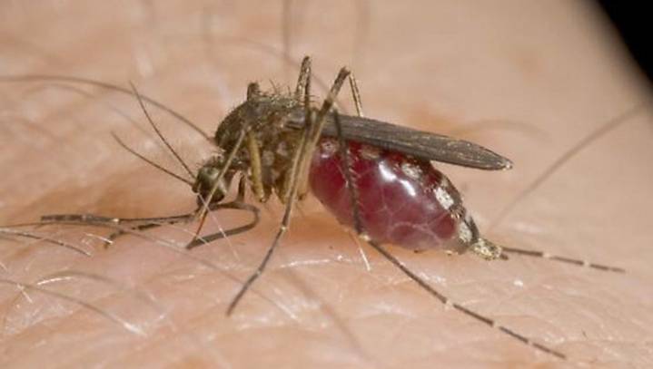 Livingston County resident is first of 2025 infected with West Nile virus. What state officials say