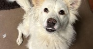 HCH Pet of the Week: Ned