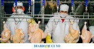 La Argentina suspendió las exportaciones de productos avícolas tras un brote de influenza aviar en Buenos Aires