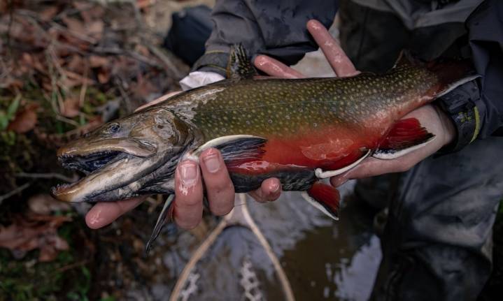 Washington ordena cierre urgente de la pesca del salmón para preservar la población: La medida estará vigente hasta este día