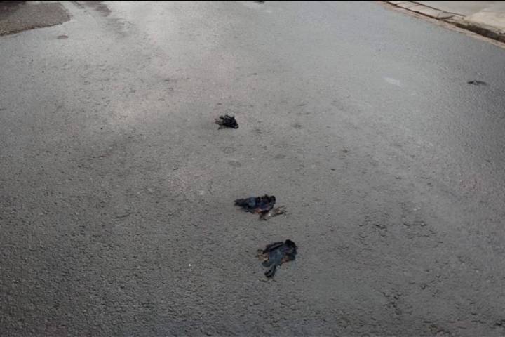 Denunciaron envenenamientos de palomas en calle Misiones de Paraná